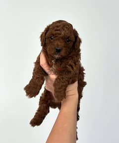 puppy toy poodle 45 days