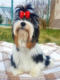 Biewer Yorkshire Terrier Males Imported from Europe !!!