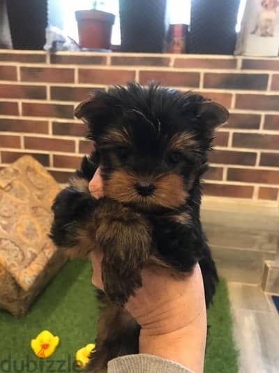 تيكب يورك شاير توى يوركشاير  Teacup Yorkshire toy size