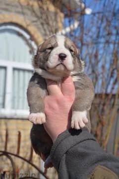 Alabai Puppies Imported From Europe Super Quality!!