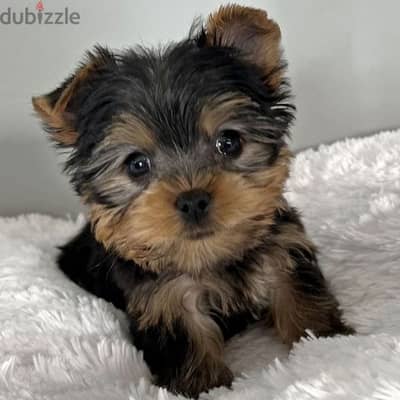 يورك شاير توى سايز تيكب يوركشاير  Yorkshire toy size teacup