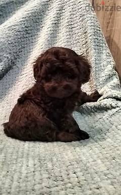 Toy Poodle CHOCOLATE , Imported from Europe !!!!