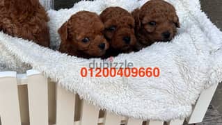 avilable toy poodle puppies