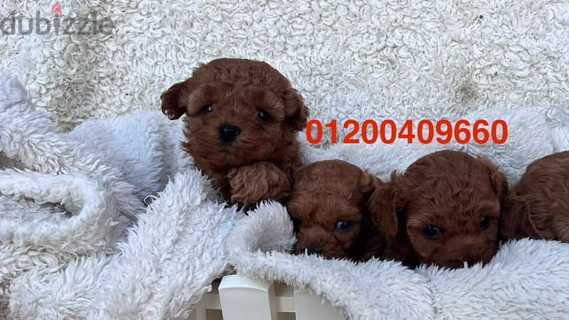 avilable toy poodle puppies 1