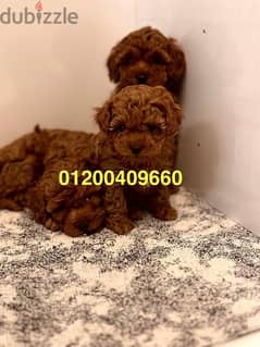 puppies toy poodle