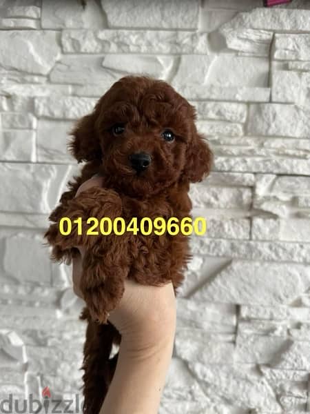 puppies toy poodle 1