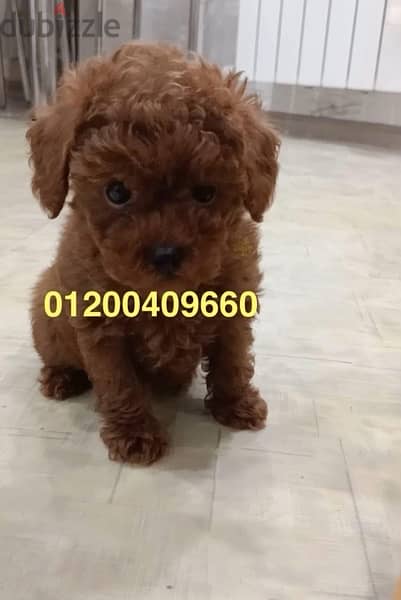 puppies toy poodle 2