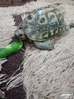 Olx best sale tortoise pet