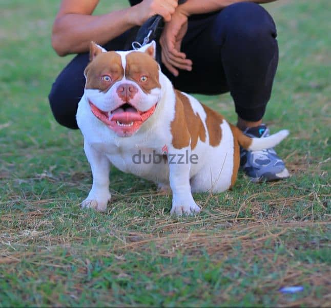 ((stitch)) American bully is for mating only دكر بولي للجواز فقط 1