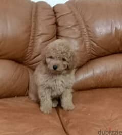 Toy Poodle From Russia With full documents 0