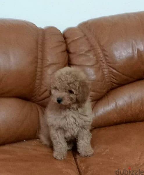 Toy Poodle From Russia With full documents 1