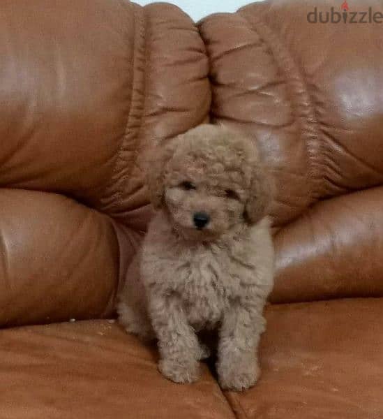 Toy Poodle From Russia With full documents 2
