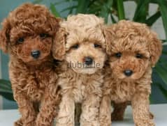 Mini Toy Poodle Male From Russia 0