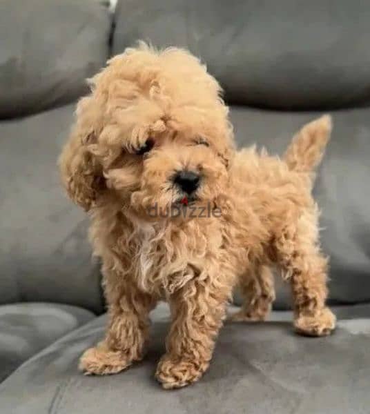 Mini Toy Poodle Male From Russia 1