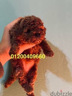 toy poodle puppies 0