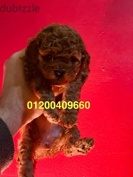 toy poodle puppies 1