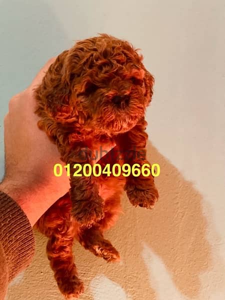 toy poodle puppies 2