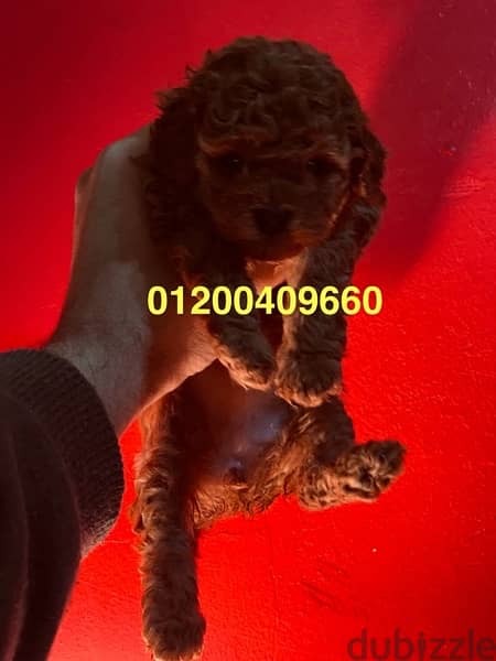 toy poodle puppies 3