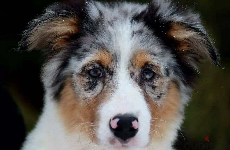 Australian shepherd 6 months puppies From Russia 1