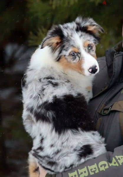 Australian shepherd 6 months puppies From Russia 2
