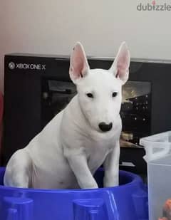 Miniature Bull Terrier From Russia 0