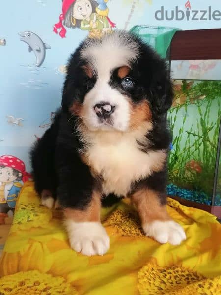 Bernese mountain dog puppies for sale From Russia 0