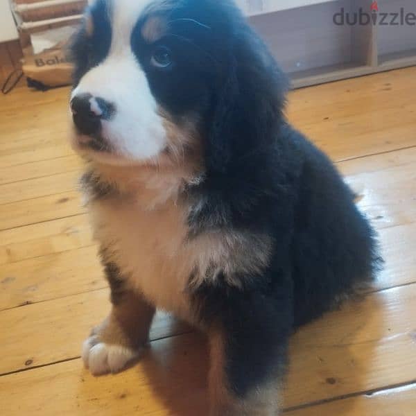 Bernese mountain dog puppies for sale From Russia 1
