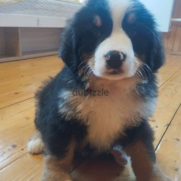 Bernese mountain dog puppies for sale From Russia 2