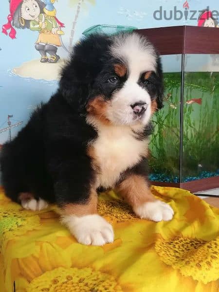 Bernese mountain dog puppies for sale From Russia 3