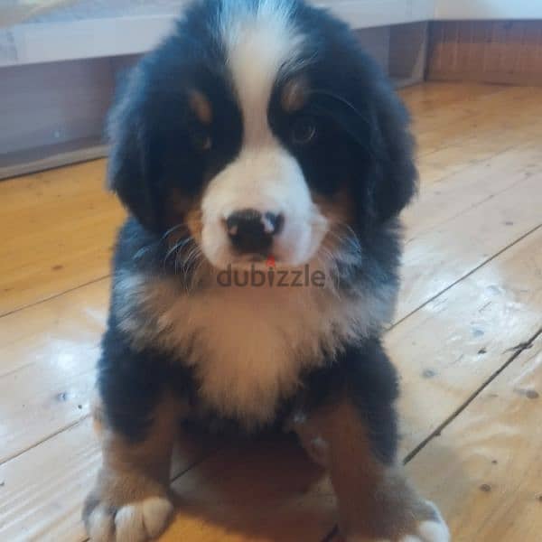Bernese mountain dog puppies for sale From Russia 4