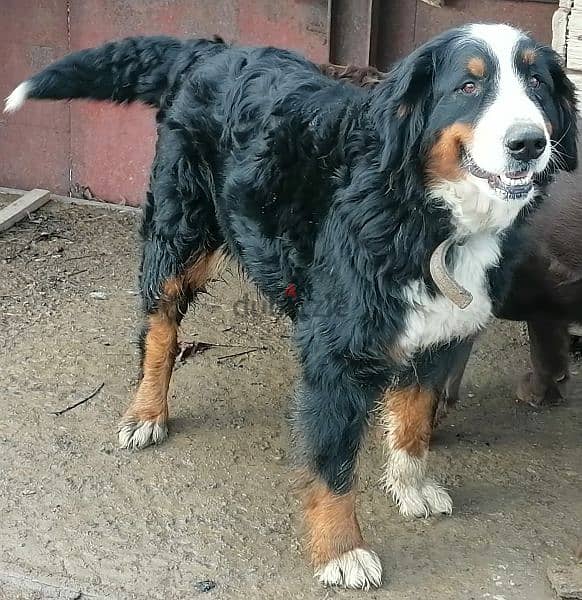 Bernese mountain dog puppies for sale From Russia 5