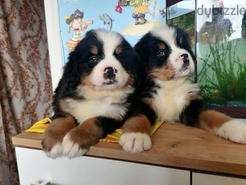 Bernese mountain dog puppies for sale From Russia 6