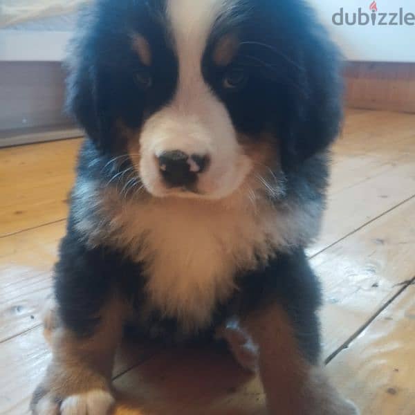Bernese mountain dog puppies for sale From Russia 7