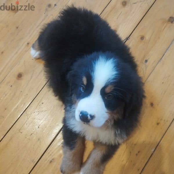 Bernese mountain dog puppies for sale From Russia 8