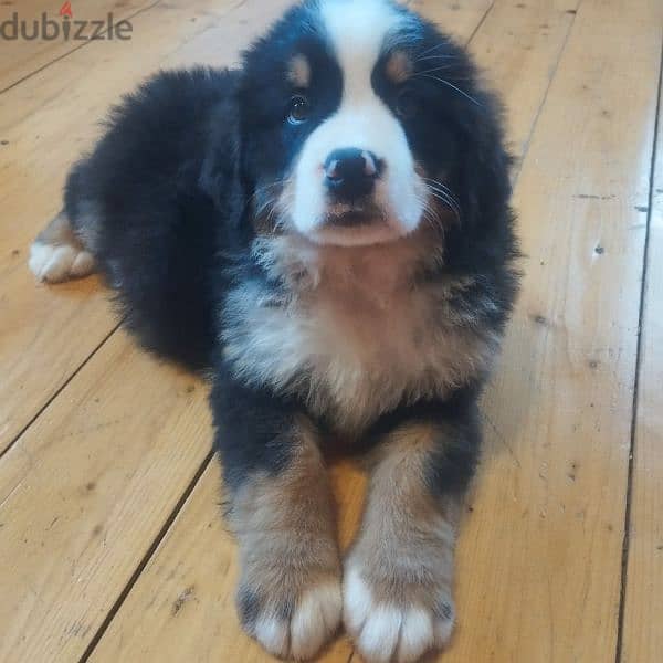 Bernese mountain dog puppies for sale From Russia 10