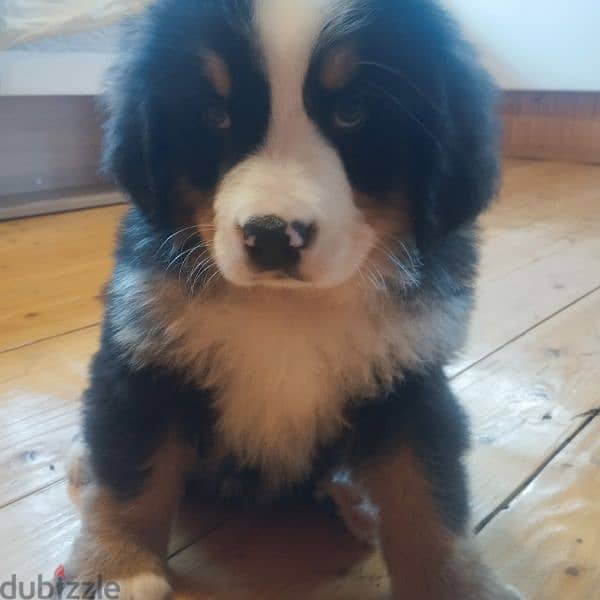 Bernese mountain dog puppies for sale From Russia 12