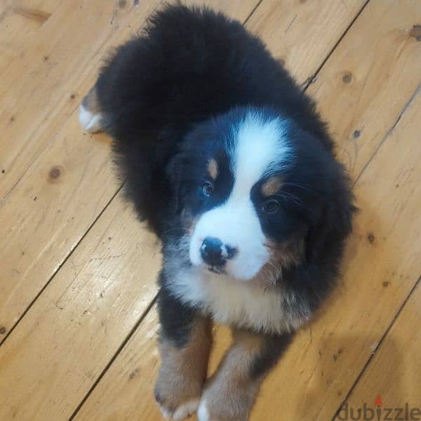 Bernese mountain dog puppies for sale From Russia 14