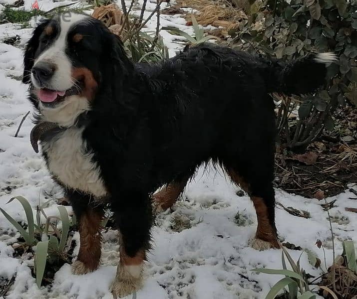 Bernese mountain dog puppies for sale From Russia 15