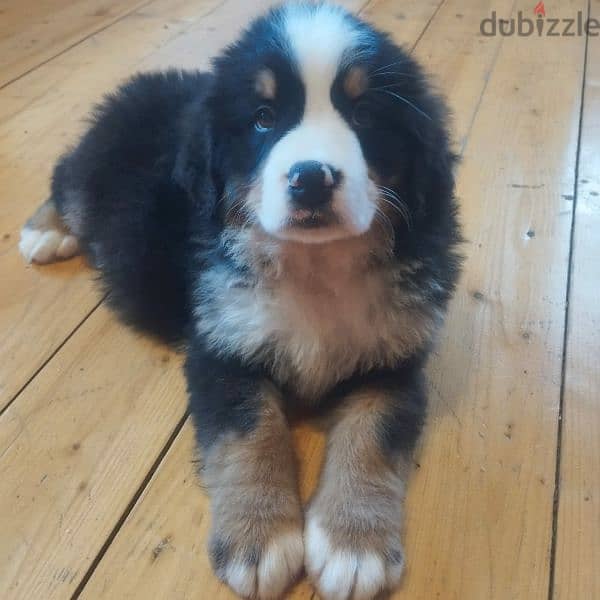 Bernese mountain dog puppies for sale From Russia 16