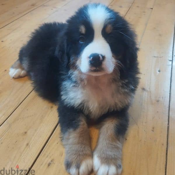 Bernese mountain dog puppies for sale From Russia 17