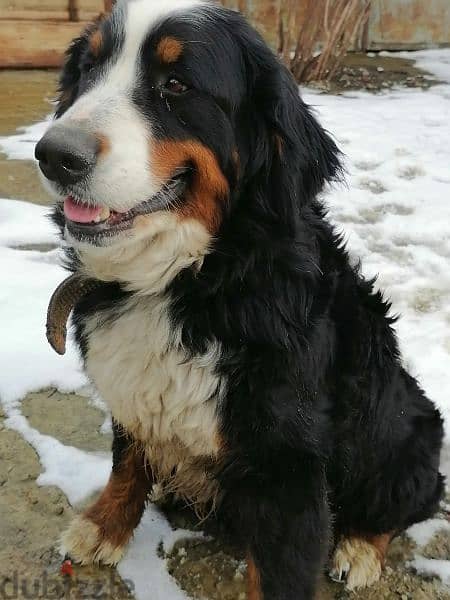 Bernese mountain dog puppies for sale From Russia 18
