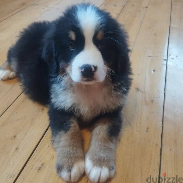 Bernese mountain dog puppies for sale From Russia 19