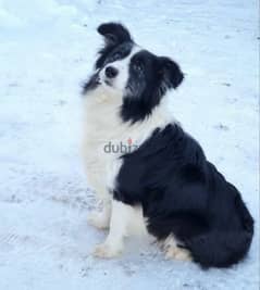Border collie Marble Male From Russia