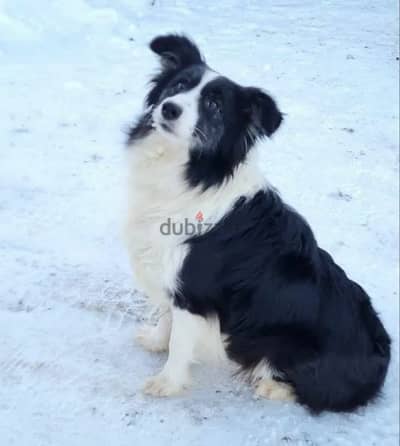 Border collie Marble Male From Russia - كلاب - 200759385