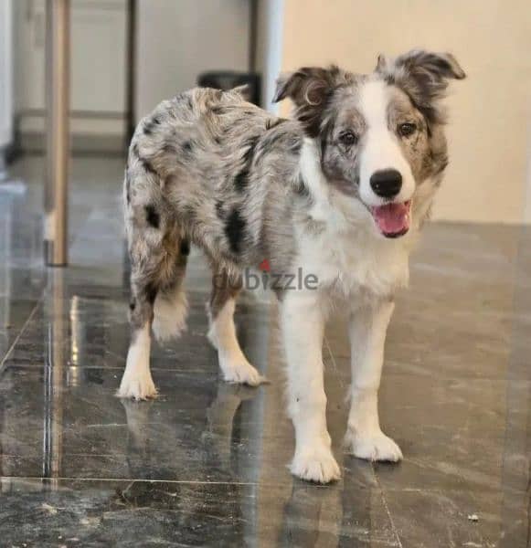 Border collie Marble Male From Russia 1