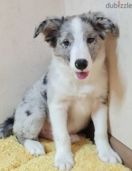 Border collie Marble Male From Russia 3