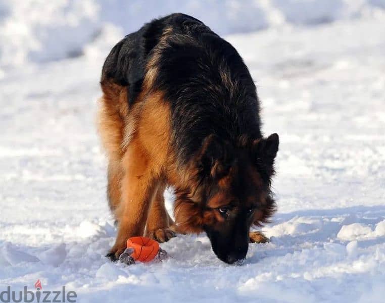 Long-haired German shepherd From Russia 2
