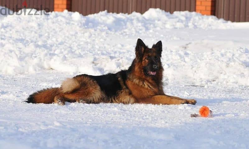 Long-haired German shepherd From Russia 4