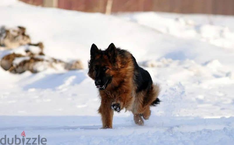 Long-haired German shepherd From Russia 5