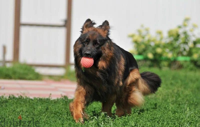 Long-haired German shepherd From Russia 7